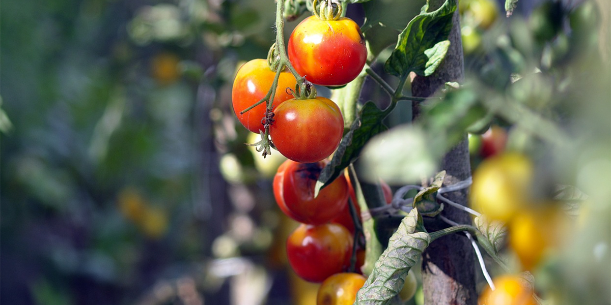 Maculatura Batterica: il nemico invisibile del pomodoro